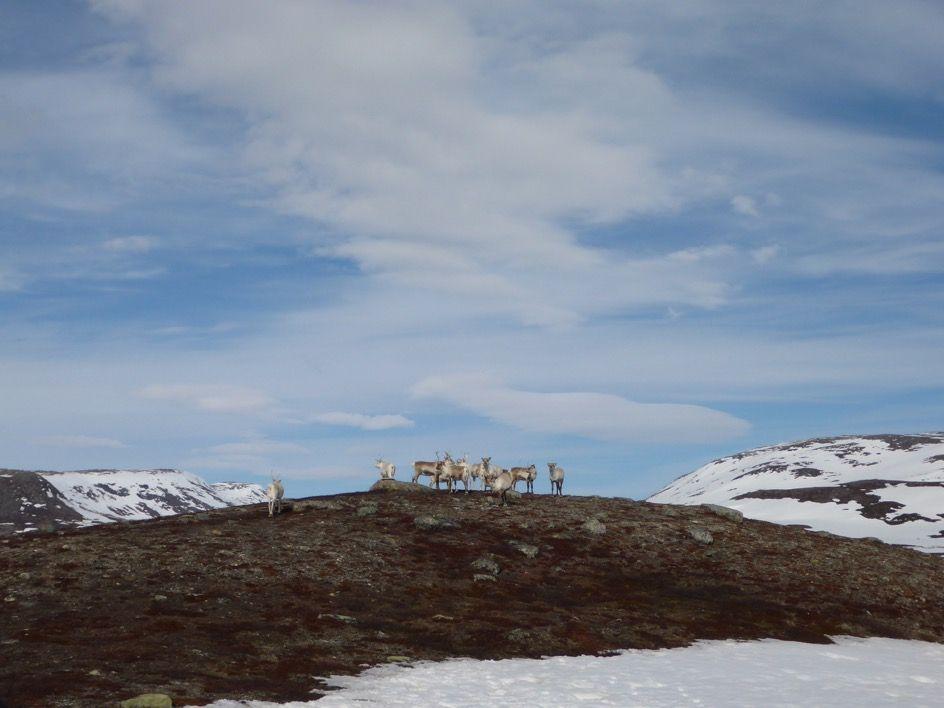 Reinflokk ved Guevtelesjaevrie/Lægdvatnet i Byrkije sijte. Byrkije sijte Byrkije sijte ligger i Nordland reinbeiteområde.