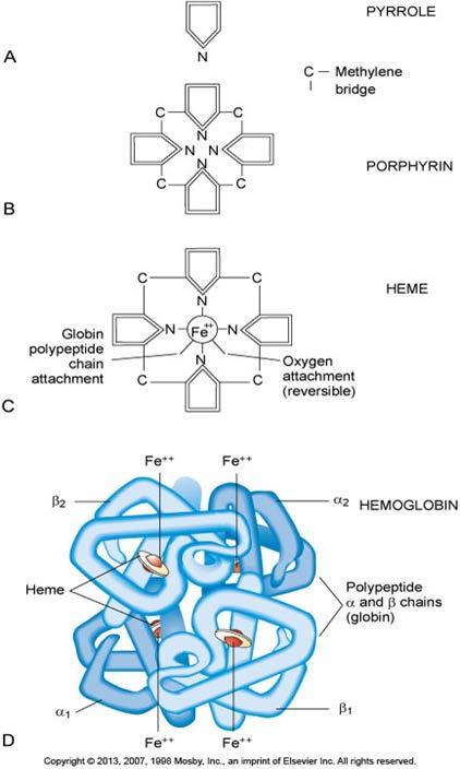 Oksygenets binding til hemoglobin Hemoglobinmolekyl 4 hemgrupper 1 sentralt jernatom i hver 1 jernatom + 1 O 2 -molekyl 1 hemoglobinmolekyl = 4 O 2 -molekyler