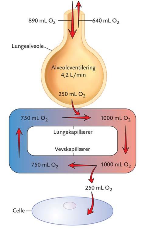 po 2 og hemoglobinets metning Hb-mengden avgjør mengde O 2 som transporteres 1 gram Hb transporterer