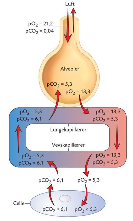 Gasstrykkene i alveolene po 2 i alveolene enn i atmosfæren Kontinuerlig diffusjon av O 2 Mettes med vanndamp Blandes