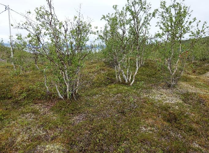 5 VEGETASJON OG BEITEFORHOLD I den nordlige delen av kartområdet, fra Forøy til kommunegrensa mot Tromsø, gir de bratte skogliene dominert av produktiv engbjørkeskog et potensial for svært god