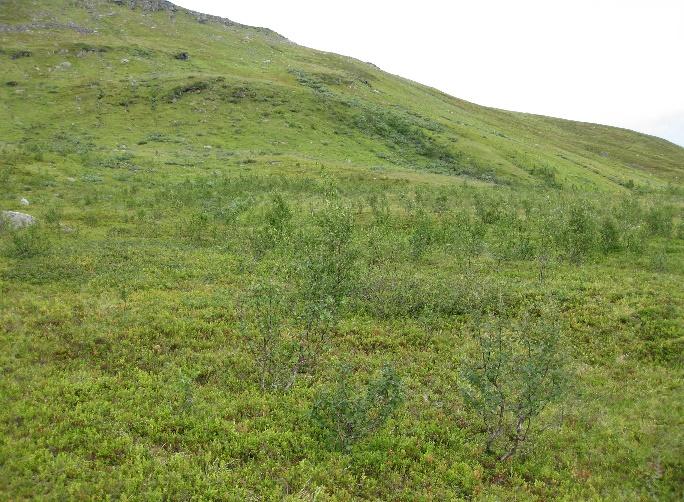 Det nedre fjellarealene på nordvestsiden av Bakkebyskolten og Fiskefjellet har lignende fordeling av vegetasjonstyper og beiteverdi som på sørsiden av Grønfjellet, Klemmartindan og Stortinden, men