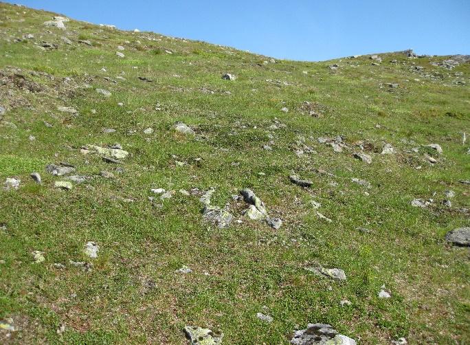 Grassnøleiene holder middels beitekvalitet, men vegetasjonsdekket varierer og deler av den har stort innhold av stein og blokk. Det generelle bildet er at beitekvaliteten avtar noe med høyden.