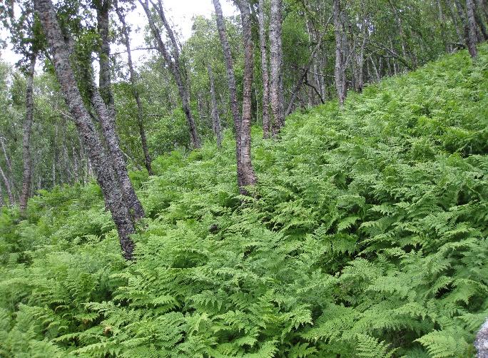 De øvrige skogarealene i Sandelvdalen har overvekt av frodig