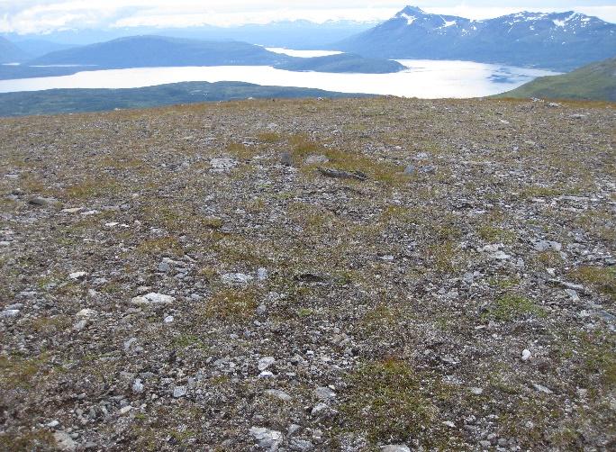 Samlet vurderers området til å være et svært godt beiteområde.