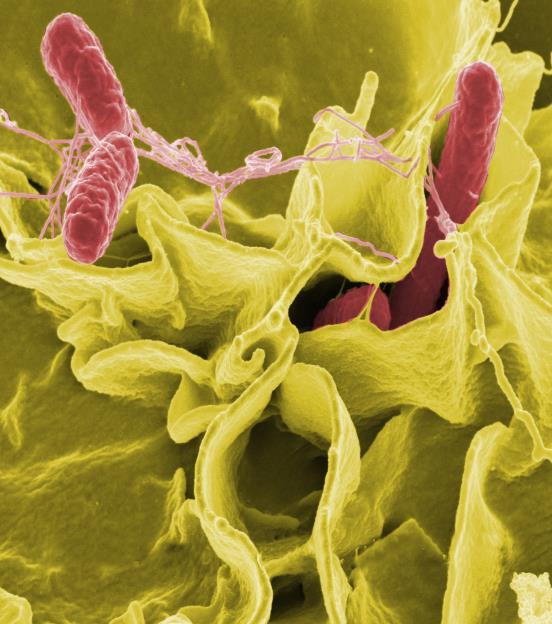 Utvikling i Europa Campylobacter: høyest forekomst Fjærkre, drikkevann Sjelden årsak til utbrudd Salmonella: nedgang i en del land Egg/fjærkre, krydder/urter, spirer Listeria: Få tilfeller,