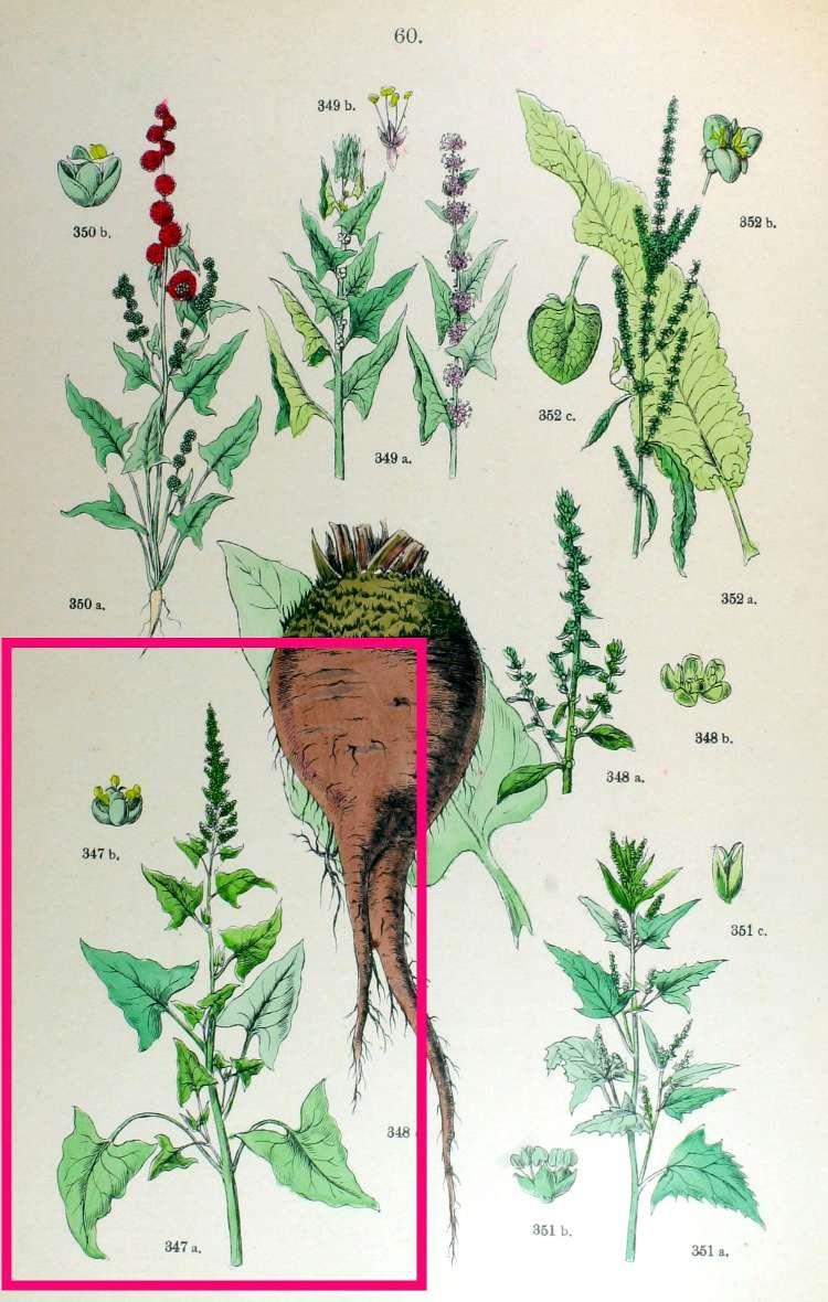 Figur 12 Fra C. Hoffmann - Botanischer Bilder-Atlas (1884) Litteratur Abbett CP et al. 2014 Ethnobotanical survey on wild alpine food plants in Lower and Central Valais (Switzerland). J.
