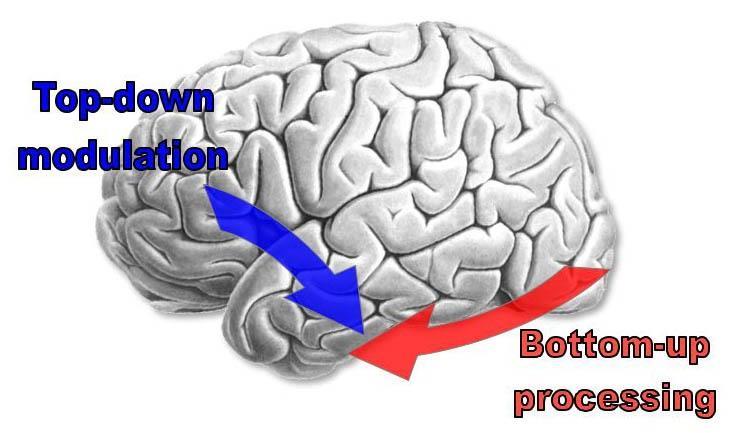 Top-down og bottom-up Varm og kall kognisjon Hjernen er plastisk.