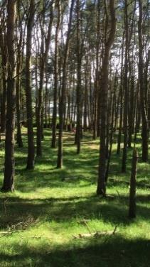 syklistar Orientering i nærområdet Skoleveien Friidrett ute Elevens val Ut på tur: 4H-skog, skogen, strandkanten, skoleturen orientering etter kart, rebusløp friidrett: 60m, hoppe lengde, stafett,