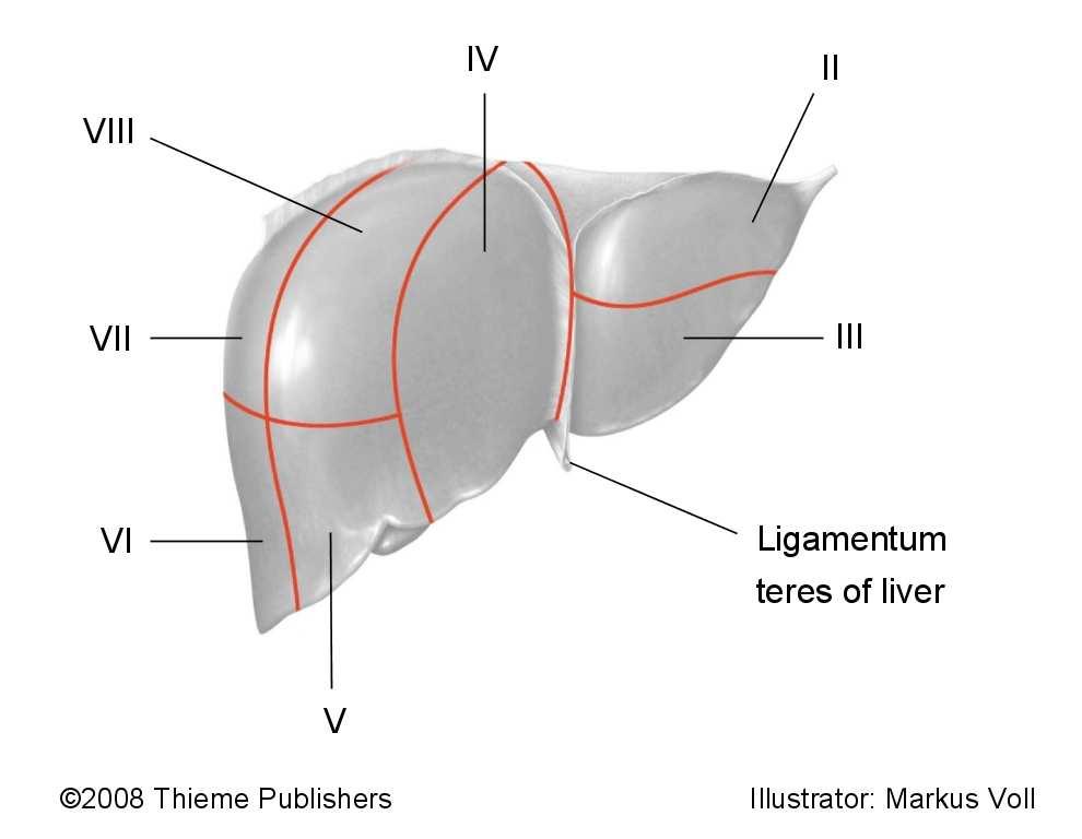 Illustrator: Markus Voll Gilroy et al.