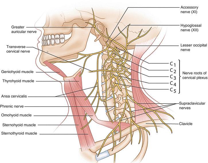 19 Ørets anatomi - Forside H Helix H Crus of Helix CH Darwini Tubercle DT Anthelix AH