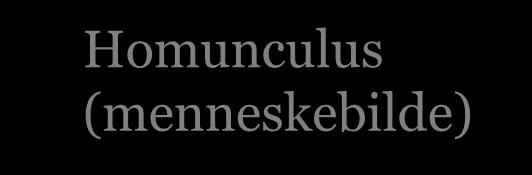 Homunculus (menneskebilde) Avtegnes i tre separate soner i øret Endoderm tilhører kroppens indre organer Mesoderm tilhører muskler, bindevev, blodårer, knokler, hjerte og nyrer