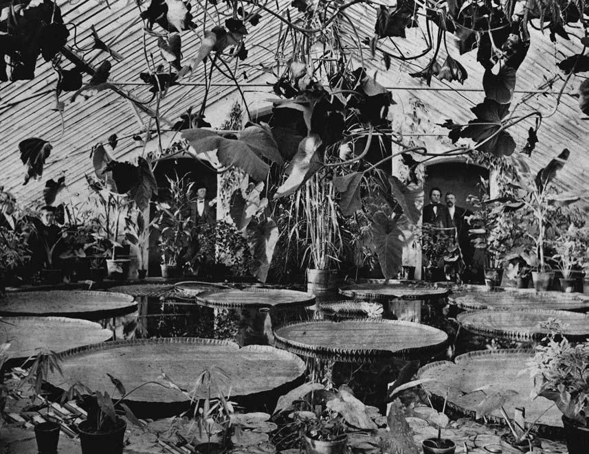 Frederik Christian Schübelers virke i Botanisk hage på Tøyen 11 Figur 11. Hovedattraksjonen i det nye Victoria-huset var den berømte vannliljen fra Amazonas, Victoria amazonica (før Victoria regia).