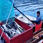 Om fisken (utseende og biologi) Torsk er lett gjenkjennelig på det spettede skinnet, et tydelig overbitt og skjegg på underkjeven.