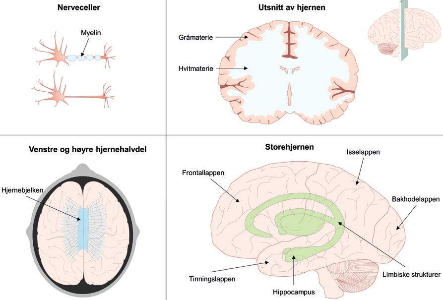 NOU 2019: 3 89 Kapittel 7 Boks 7.2 Hjernen Hjernen består av milliarder av nerveceller som aktiverer hverandre via elektriske og kjemiske prosesser.