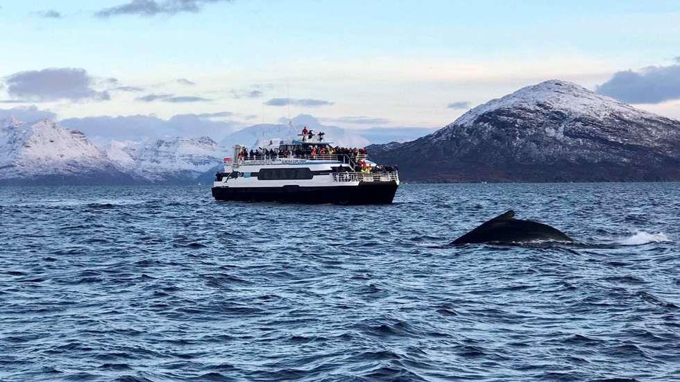 Annen kysttrafikk, lastefartøy mv. Regionen betjenes av en del andre fartøy, flere i løsfart.