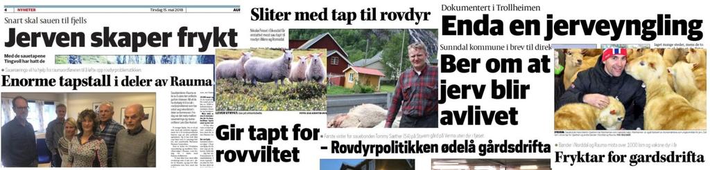 Noen av de mange avisoverskriftene gjennom året om rovviltsituasjonen i Møre og Romsdal UTTALER OG PRESSEMELDINGER Det er siste året sendt flere felles uttaler og pressemeldinger fra de tre