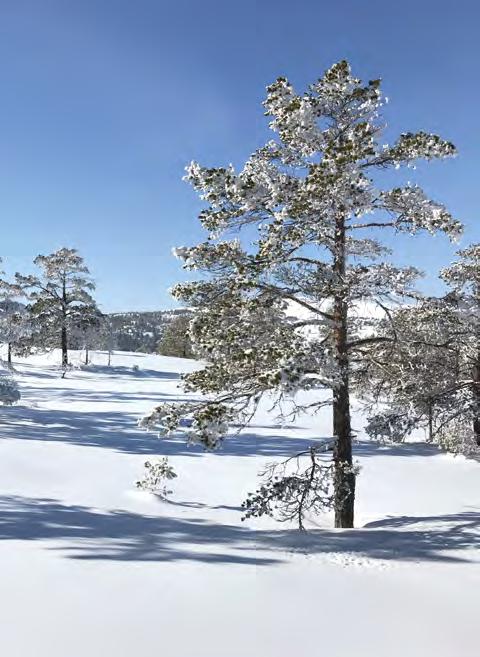 RYTTERSPRANGET TERRASSE, TRINN 2 Tomtenr. Kvm. Maks kotehøyde i moh. Maks mønehøyde på hytta i meter Pris i kr.