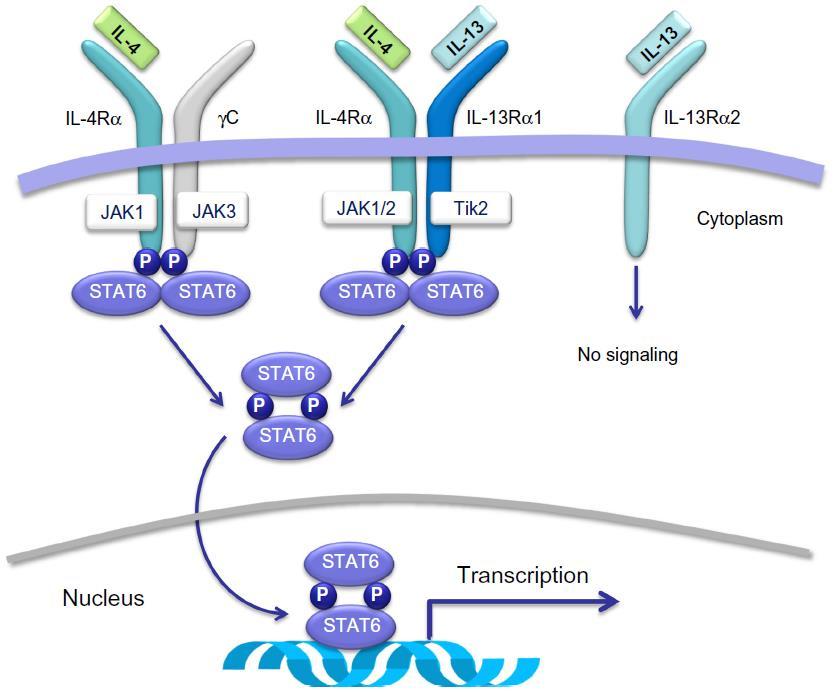 IL-4 har en nøkkelrolle ved atopisk dermatitt Polariserer inflammasjon mot en Th2 immunrespons Transgene mus som overuttrykker IL-4 i epidermis utvikler kløe, endret mikrobiom, økt IgE i blod og