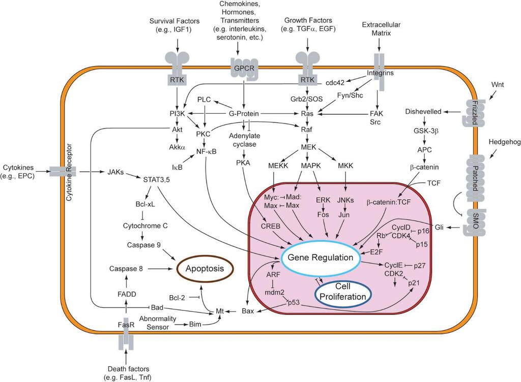 Overview of signal transduction pathways in