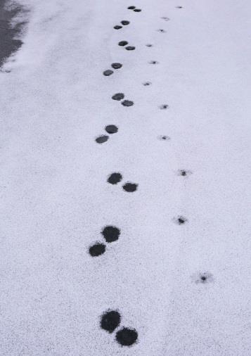 Påvirkningsfaktorer I dette kapittelet tar vi med kjente farer og trusler som fuglene i kulturlandskapet står over for og som er med på å påvirke bestandene. Predatorer Mink 2.