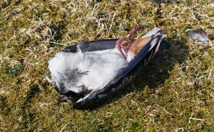 Rovfugler Hønsehauk og vandrefalk har også i år vært å se jaktende på vipenes hekkeplasser. Hønsehauken har vært mest aktiv i nord, f.eks.