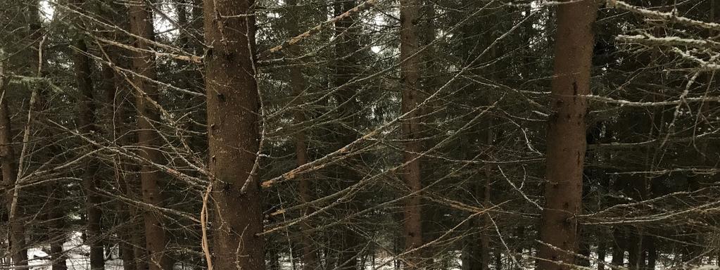 Figur 4. Nederst i lia består skogen av tett plantet granskog uten spesiell verdi for naturmangfoldet.