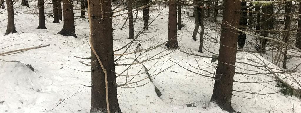 Det ble observert rikelig med spor etter både rev, rådyr og hare (NT) i hele planområdet.