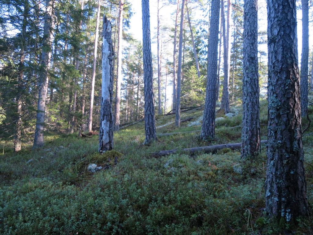 nordsiden av Sakseåsen Foto: Stefan Olberg