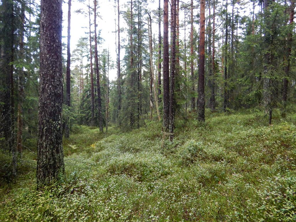 furuskog med nesten ting av død ved. Her fra Barlindåsen.