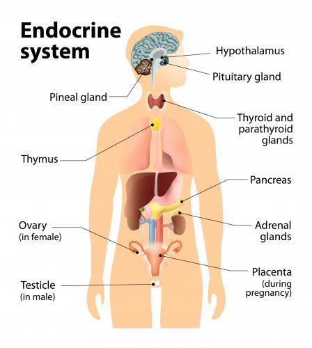 Immun-endokrin systemet 50% har utviklet hypotyreose ved 40 års alder Tidlig