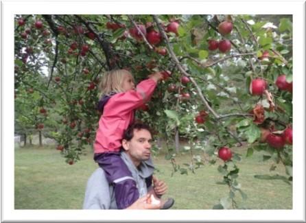 Men en ting vi kan plukke, og fikk gjort en masse av da vi besøkte Theo, er epler.