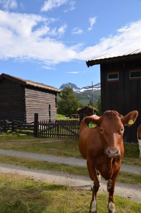 Tiltak mot metanutslipp fra drøvtyggere Høyere ytelse per melkeku God dyrehelse Avlsmessig framgang Bedre kvalitet på grovforet Mer