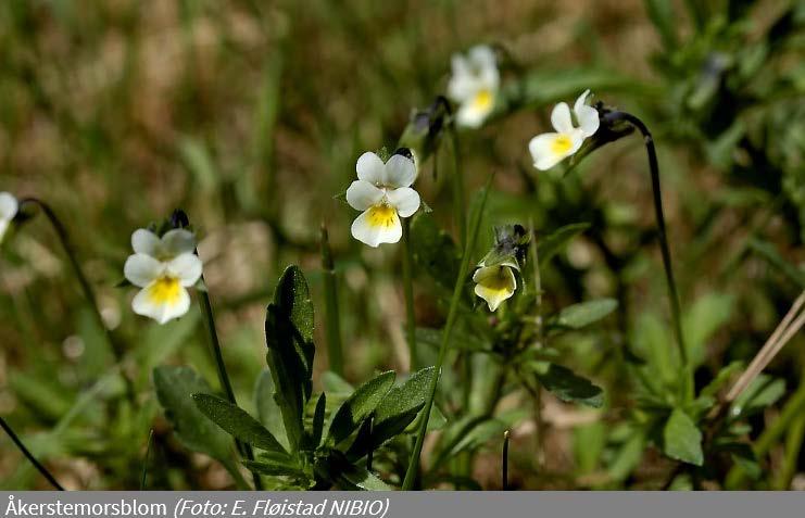 Stivdylle (Sonchus