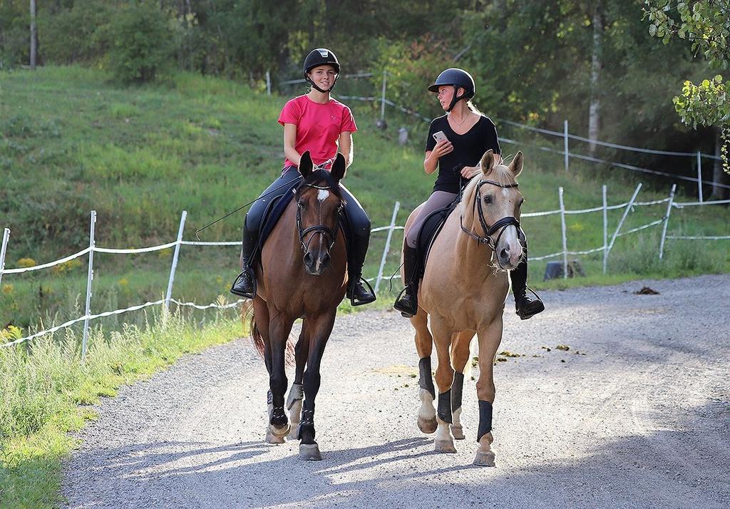 Styrets arbeid 5 I 2018 har styret jobbet mye med å finne den perfekte rideskolehest. Vi har stort sett handlet hest i Danmark, men også i Sverige, Belgia og Litauen.