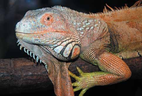 Oslo reptilpark - vel verdt et besøk Gro Lervik Når vinterdepresjon, snø og glatte fortau setter en demper på humøret, har jeg behov for besøk i mer tropiske omgivelser.