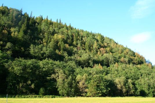 Gammel furu i Røsheia, dekket av hengelav Kringåsen naturreservat, Stjørdal kommune.