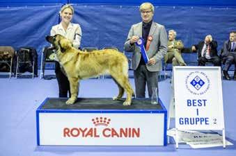 Gruppe 3 Dommer: Gerhard Cox, Irland 1. Staffordshire Bull Terrier Norwegian-Diamond s Bad Boy. Eier: Camilla Bjerkan Sanner, Skedsmokorset. 2.
