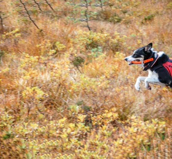 Brukshundprøver høst 2018 Brukshundgruppen gjennomførte høstens brukshundprøver (NBF - program) i rundering og spor helgen 6.-7. oktober.