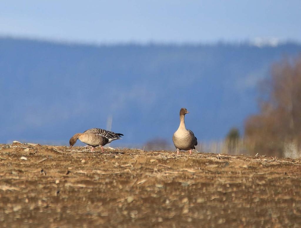 Kortnebbgås Internasjonal