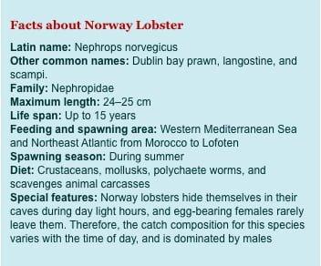 2. Havforskningsinstituttet På Havforskningsinstituttets engelske side kan vi under overskriften «Fakta om norsk sjøkreps» lese at norsk sjøkreps (Nephrops Norvegicus) har disse navnene på engelsk: