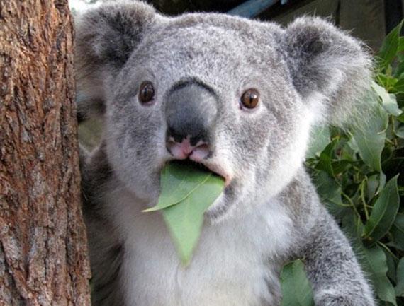 Er koala et pungdyr?