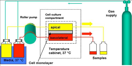 Air-Liquid interface in Perfusion Condition: the EpiFlow Apparatus ATII cells