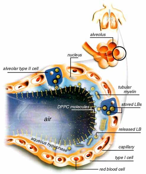 The Alveolus Type I cells About 95 % alveolar surface Flat large cells Efficient exchange of gases between blood and air Type II cells About 5 % of the alveolar surface