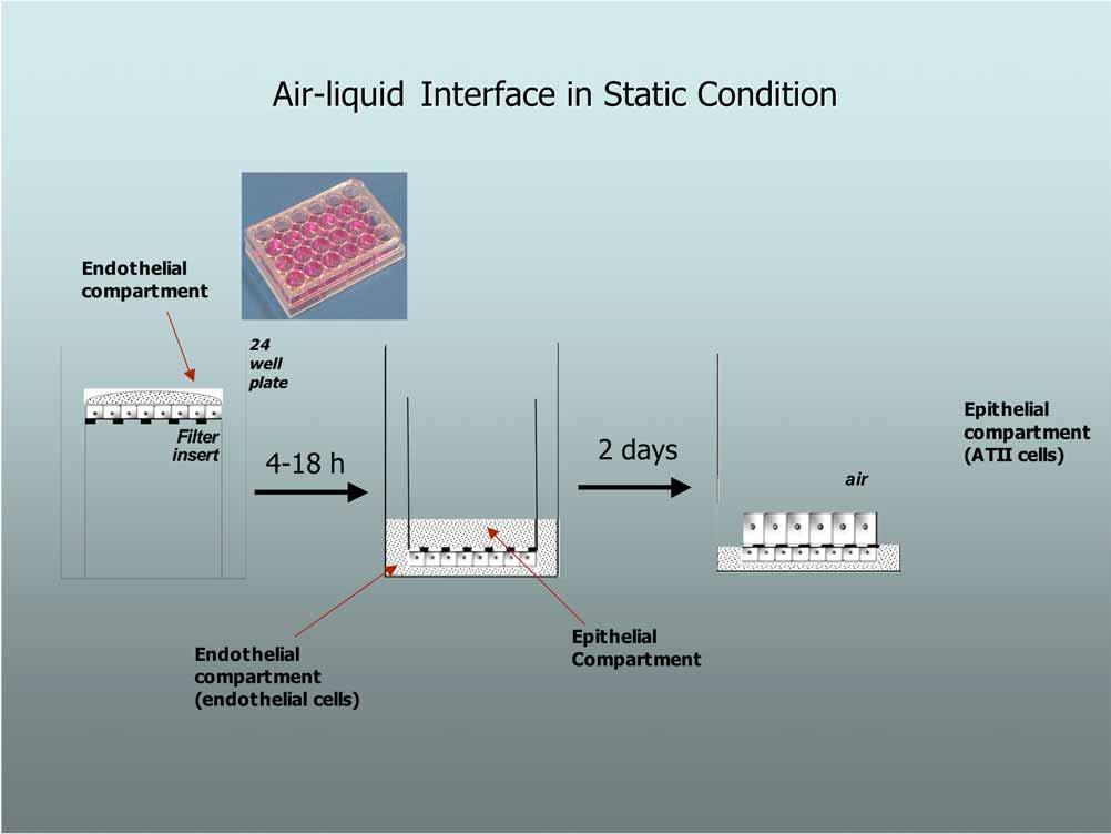 air Epithelial compartment (ATII cells) Endothelial