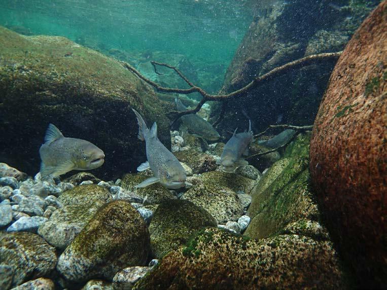 Fiskebiologiske undersøkelser i Førreåna i