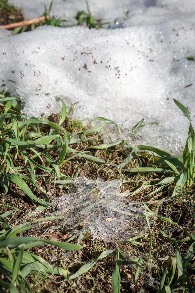 Overvintringssopp Mye plantemasse Mange planter pr m 2 (høy såmengde) Mye blad og buskingsskudd (tidlig sådato/ høy varmesum) Mye areal ble behandlet for tidlig Lengden på snødekke