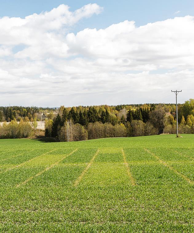 Nitrogenopptak i høsthvete målt med N-sensor Delgjødsling Målingene gir et