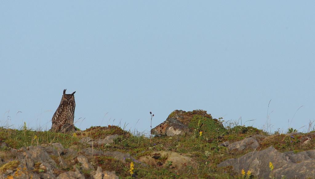 Gjennom hubrokartleggingen i 2008 fikk vi bekreftet hubroaktivitet ved nesten 270 lokaliteter, og samlet inn informasjon om mer enn 1160 nye og gamle lokaliteter til sammen. Foto: Kjetil Schjølberg.