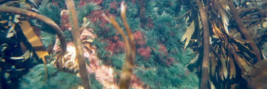 (Hildenbrandia rubra), vorteflik (Mastocarpus stellatus) vanlig grønndusk (Cladophora rupestris),
